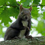 Squirrel 104