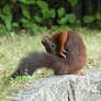 Squirrel 121