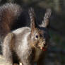 Squirrel 173