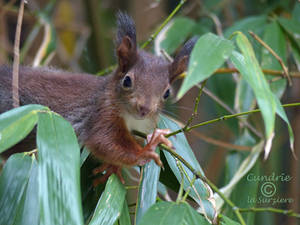 Squirrel 182