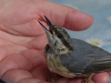 Verwirrter junger Kleiber - Groggy Little Nuthatch