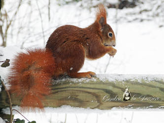 Squirrel 211 by Cundrie-la-Surziere