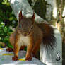 Squirrel 231