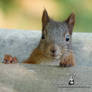 Squirrel 251