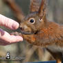 Squirrel 256 - Hi! Nice to meet you!