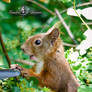 Squirrel 262