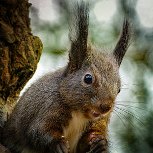 Squirrel 276