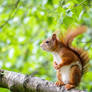 Squirrel 282