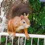 Squirrel 283