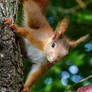 Squirrel 285