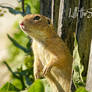 Ground Squirrel