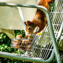 Squirrel 289