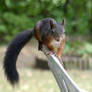 Squirrel 290