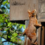 Squirrel 291
