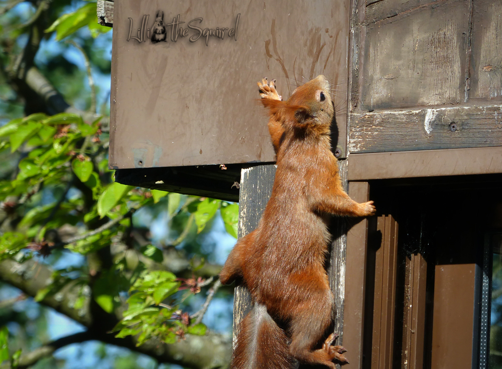 Squirrel 291