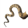 Snaketail Transparent DoctoreNo