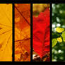 The Colours of Autumn