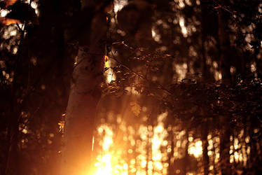 Hallway of Light and Leaves