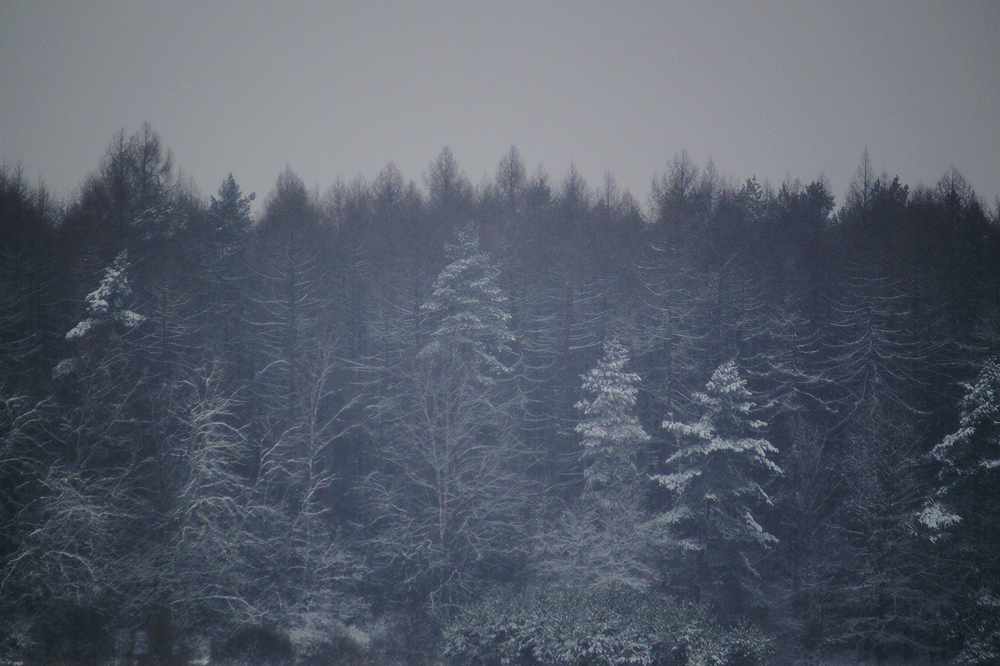 Snowy Treetops