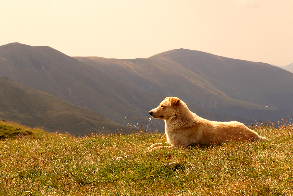 Guardian of the Hill