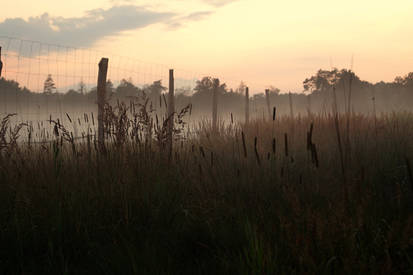 Behind the Fence