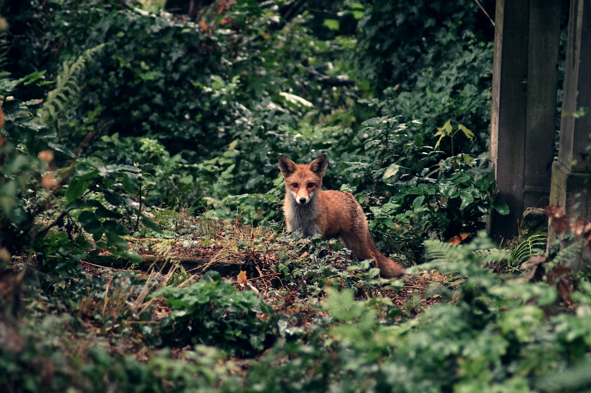 An Unexpected Guest