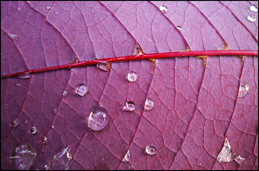 Veins