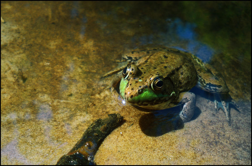 Ribbit by Starfell on DeviantArt