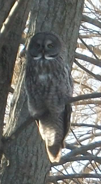 The Great Grey Owl