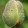 poppy bud...