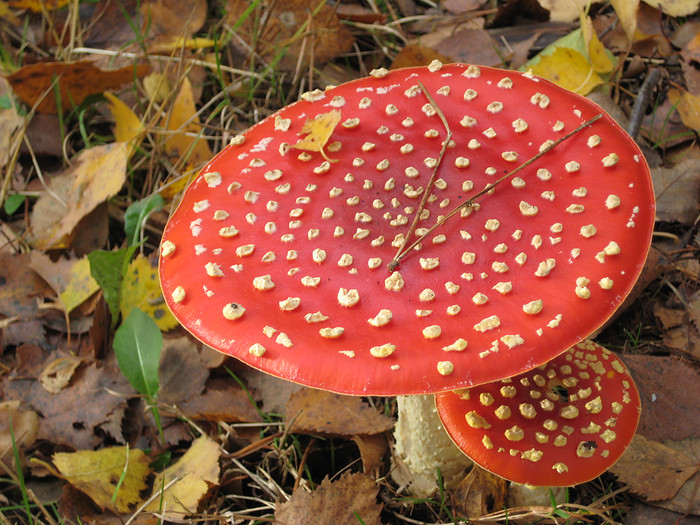 Toadstool  Missing the Elf