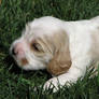 Cocker Spaniel Puppies3