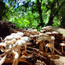 Wild Mushrooms