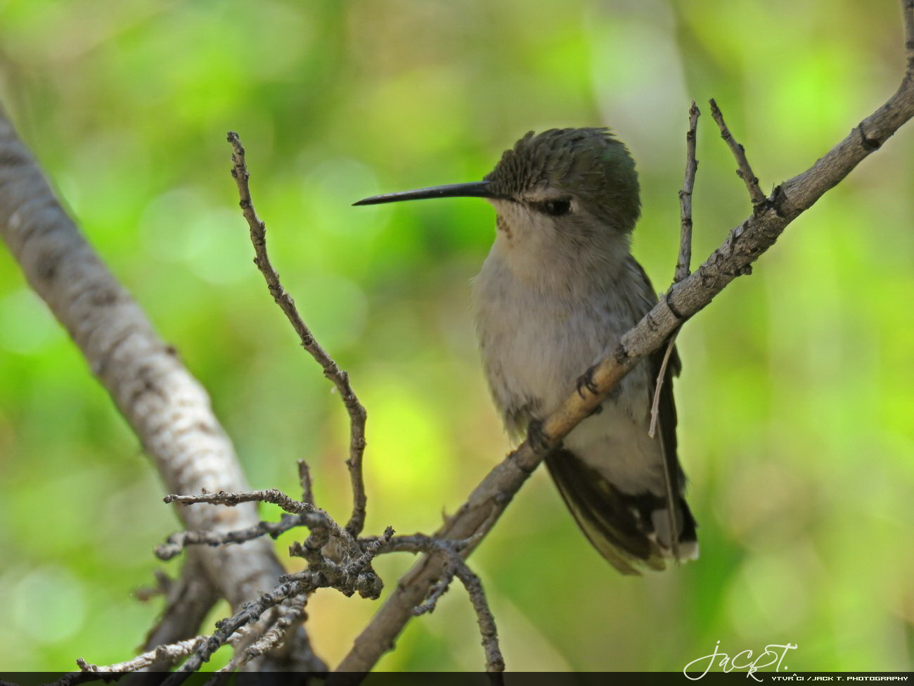 Hummingbirds - Tucson, AZ - P1