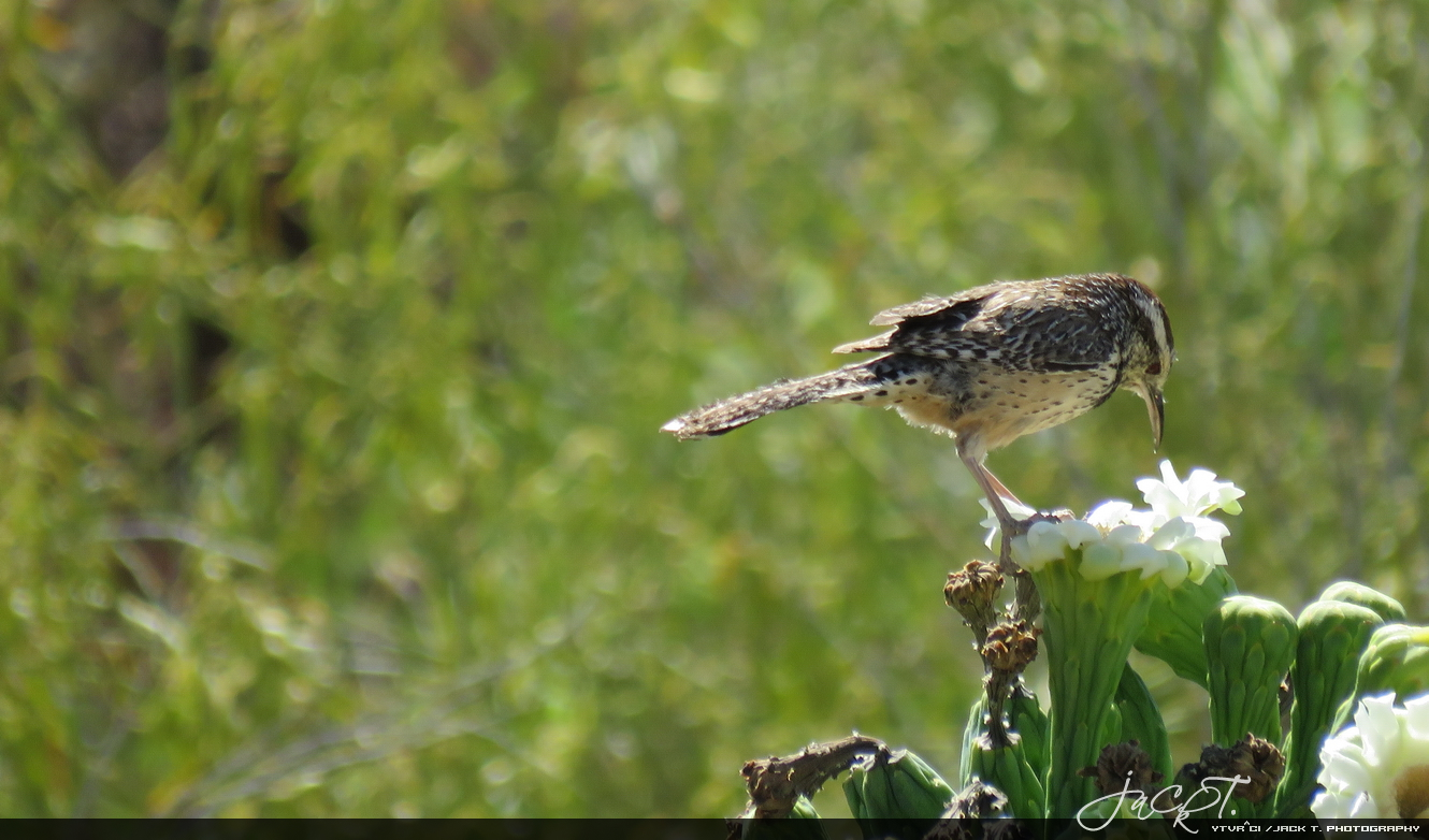 Cactus Wren - Tucson, AZ