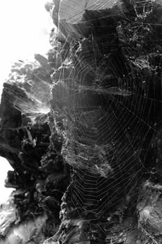 Cobweb