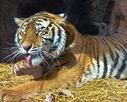 I am a Tiger and This is My Tongue