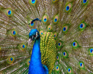Peacock by CRG-Free