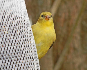 A Finch of Gold