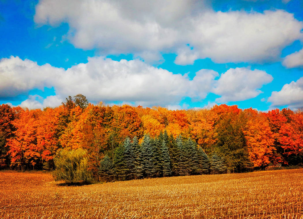 Colors of Autumn by CRG-Free Colors of Autumn by CRG-Free