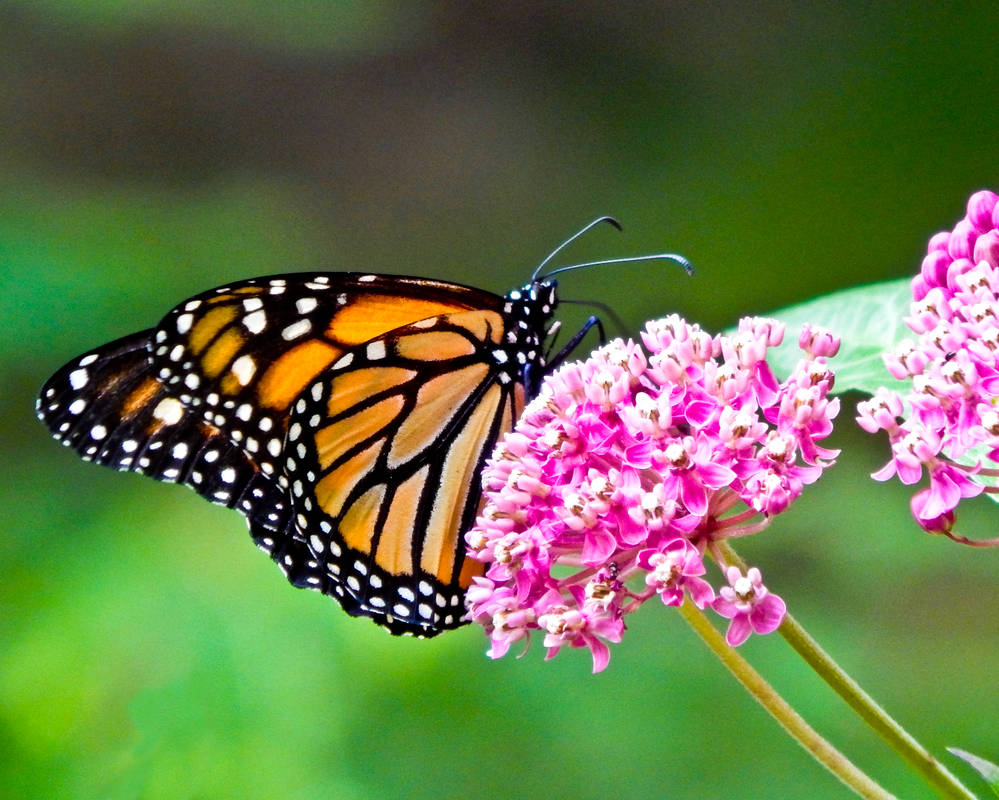 Monarch on Milkweed by CRG-Free