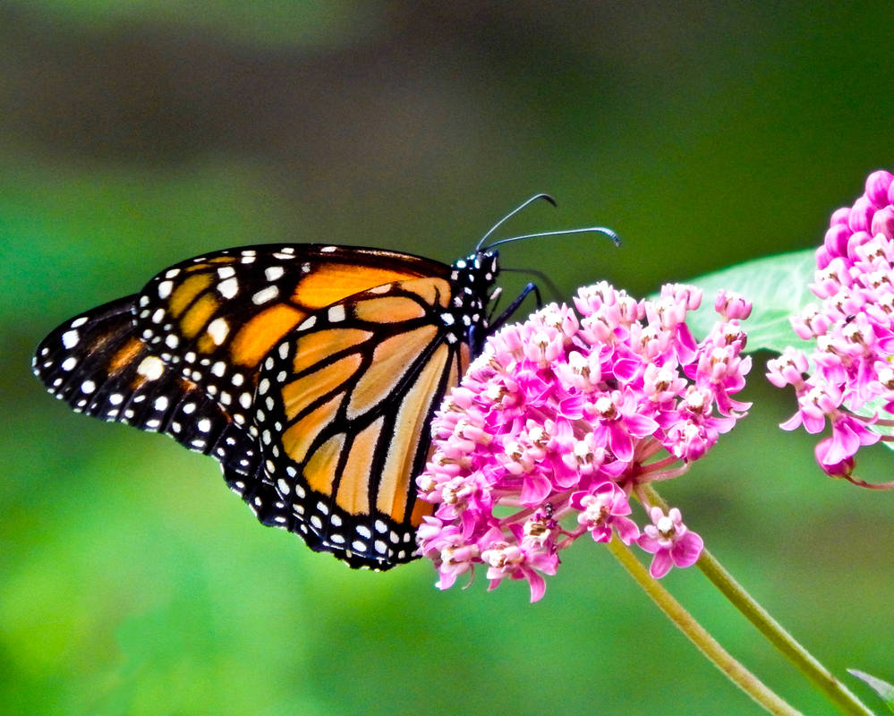 Monarch on Milkweed by CRG-Free Monarch on Milkweed by CRG-Free