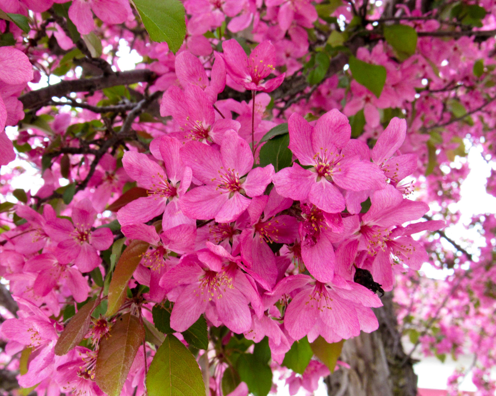 Luscious Pink