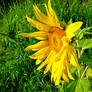 Sunflower in The Evening