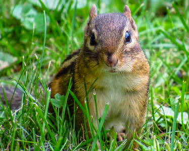 Did Someone Say Peanuts?