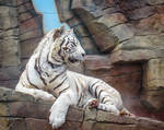 Tiger on The Rocks by CRG-Free