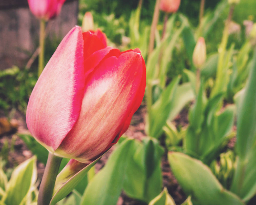 Pink Tulips in Spring by CRG-Free