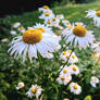 Daisy and the Sunshine Band