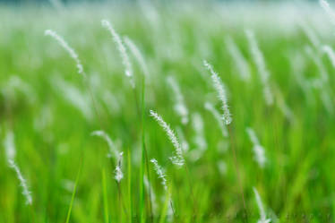 Coarse Grass 2