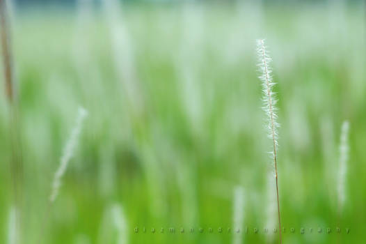 Coarse Grass 3